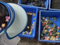 -桂林市花鸟市场