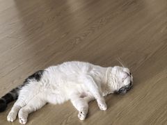 -思琪宠物医院(昆山花桥店)