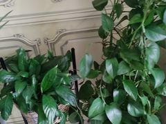 -小八仙·宴(三峡茶庄店)