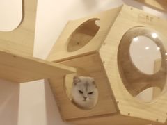 -猫咪派对(江南西店)