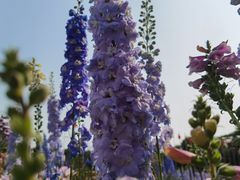 -深圳国际园林花卉博览园