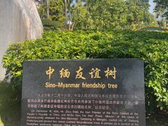 -中缅友谊树