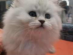 -babydoll猫舍·米努特·德文·缅因(久光中心店)