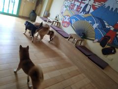 -喜柴咖啡·柴犬狗咖