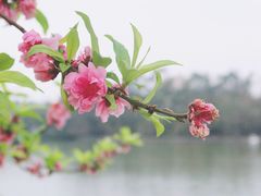 -西湖公园(鼓楼区)