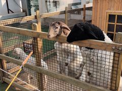 -南宫五洲植物乐园