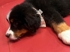 -和它·交个朋友·狗咖猫咖(爱琴海店)