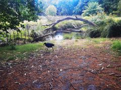 -墨尔本皇家植物园