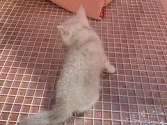 -奈斯宠物医院·核磁CT·异宠专科·内镜(中南店)