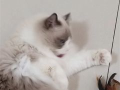 -鼓捣猫呢主题猫咖店
