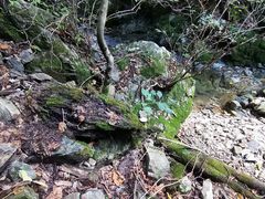 -本溪汤沟绿石谷森林公园