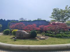 -嘉定紫藤园