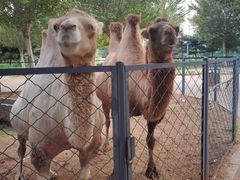 -长白岛森林公园