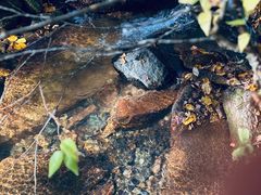 -五女峰国家森林公园