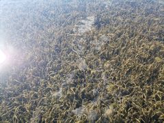 -春花秋色城市公园