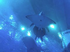 -成都浩海立方海洋公园