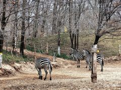 -北京野生动物园