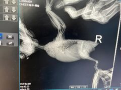 -瑞派·关忠动物医院·异宠专科·犬猫肿瘤·皮肤专科(望京店)