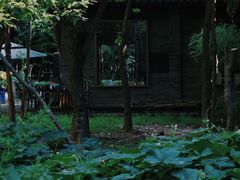-西安大兴善寺