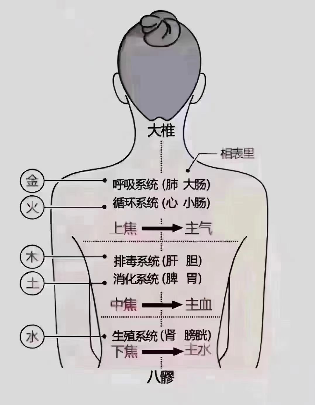 五脏六腑都在脊柱上挂着