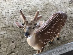 -北京鹿世界主题园