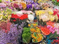-曲阳花鸟市场(曲阳路店)