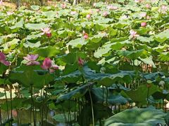 -八大山人梅湖景区