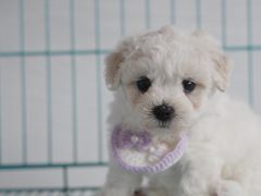 -翊宠yipet猫狗购宠庄园犬舍•猫舍