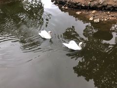 -清迈夜间动物园