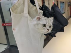 -御宝贝24h宠物医院·转诊中心·CT核磁血透中心(厦门总院)