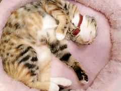 -猫的天空之城概念书店(杭州南宋御街店)