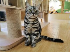 -猫和宫(六道口店)