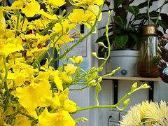 -FEI FEI FLOWER鲜花店·气球派对·宝宝宴布置(虹口德必运动Loft店)