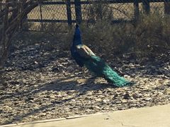 -北京麋鹿生态实验中心