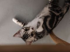 -猫友咖啡店(玉林西路店)