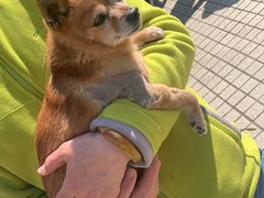 -爱侣宠医·鹦鹉专科·小型哺乳类·异宠专科(灵石路店)