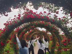 -海上花岛玫瑰园采摘