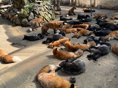 -宫城藏王狐狸村