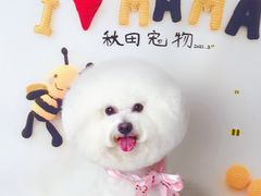 -读宠于你·约克夏比熊·睫角守宫·爬宠售卖(高新店)