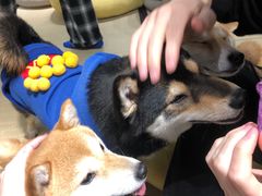 -逗柴咖啡屋·狗咖猫咖宠物桌游