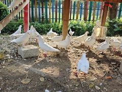 -广东花都香草世界旅游度假区