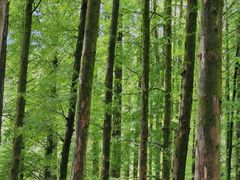 -山王坪喀斯特国家生态公园