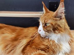 -瞄一喵猫咖(格力海岸店)