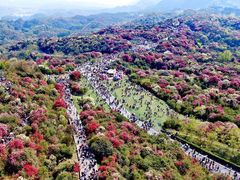 -贵州百里杜鹃风景名胜区