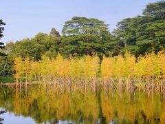 -番禺大夫山森林公园