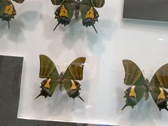 -上海昆虫博物馆