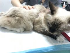 -东莞宠友24H宠物中心医院·转诊夜诊·异宠(新河北路院)