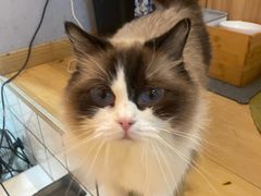 -Meowの猫咖(万家丽店)