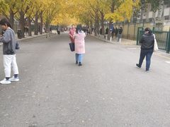 -三里屯东五街银杏大道