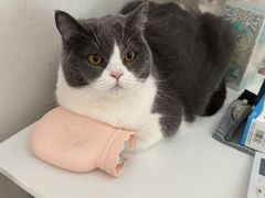 -欣宠猫屋·矮脚拿破仑·蓝金金渐层